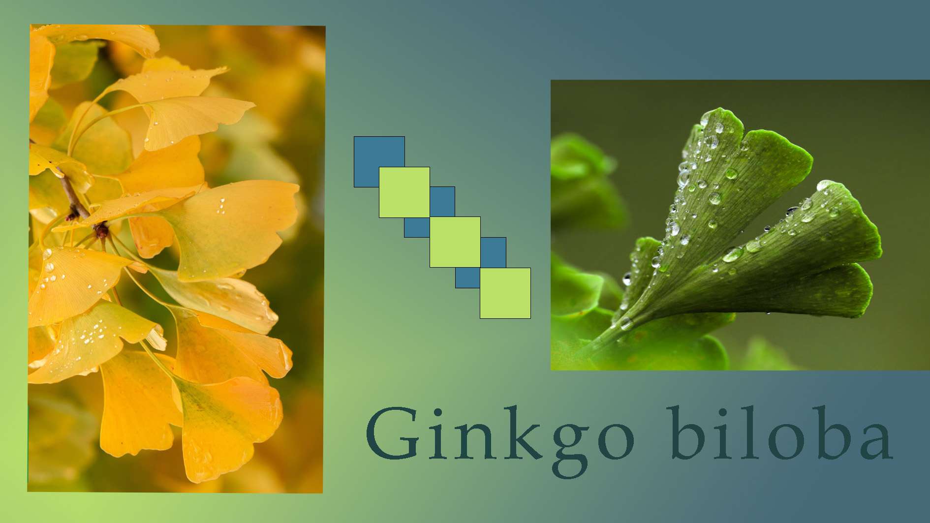 Ginkgo biloba