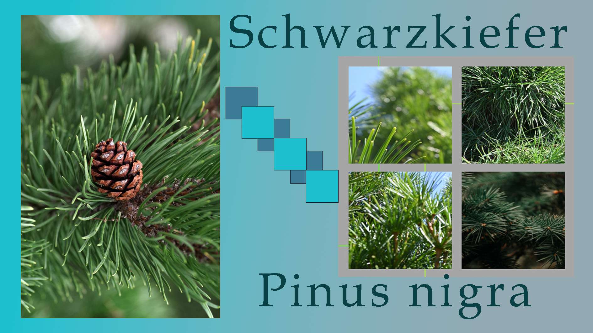 Pinus nigra