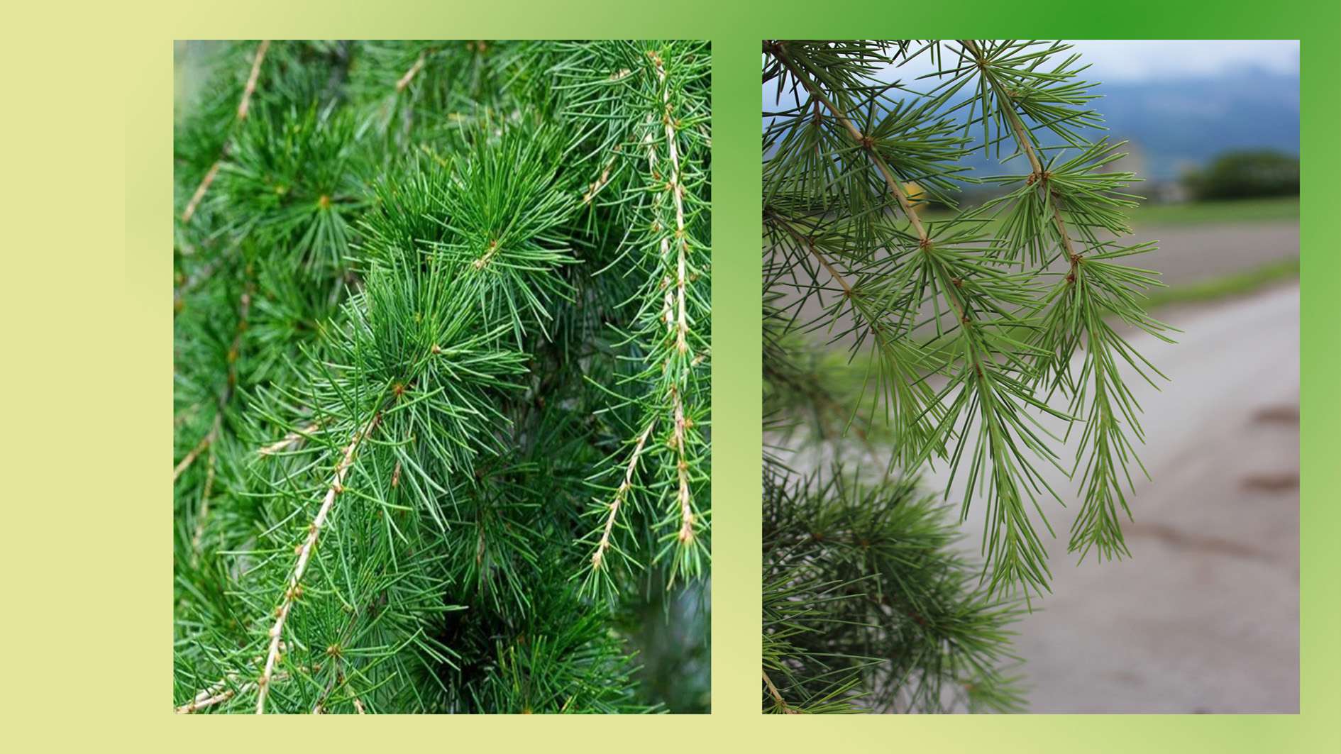 Cedrus deodora 'Pendula'