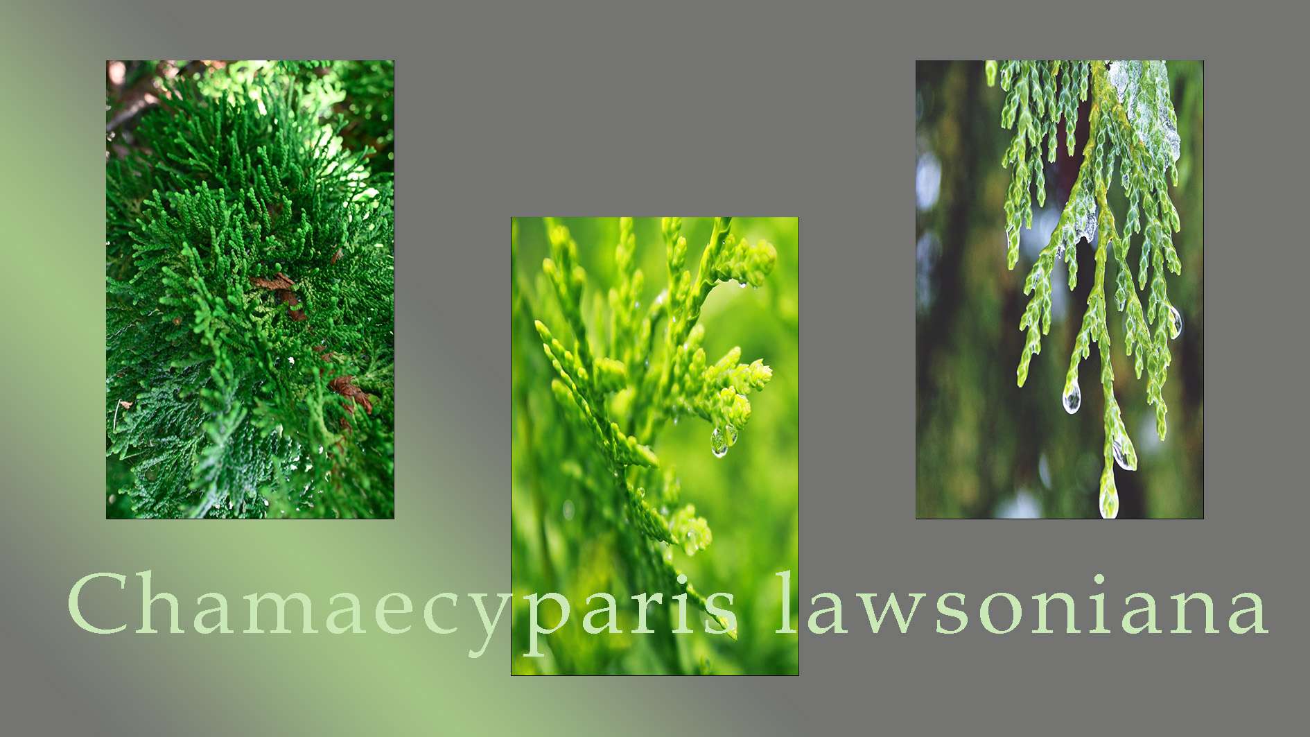 Chamaecyparis lawsoniana 