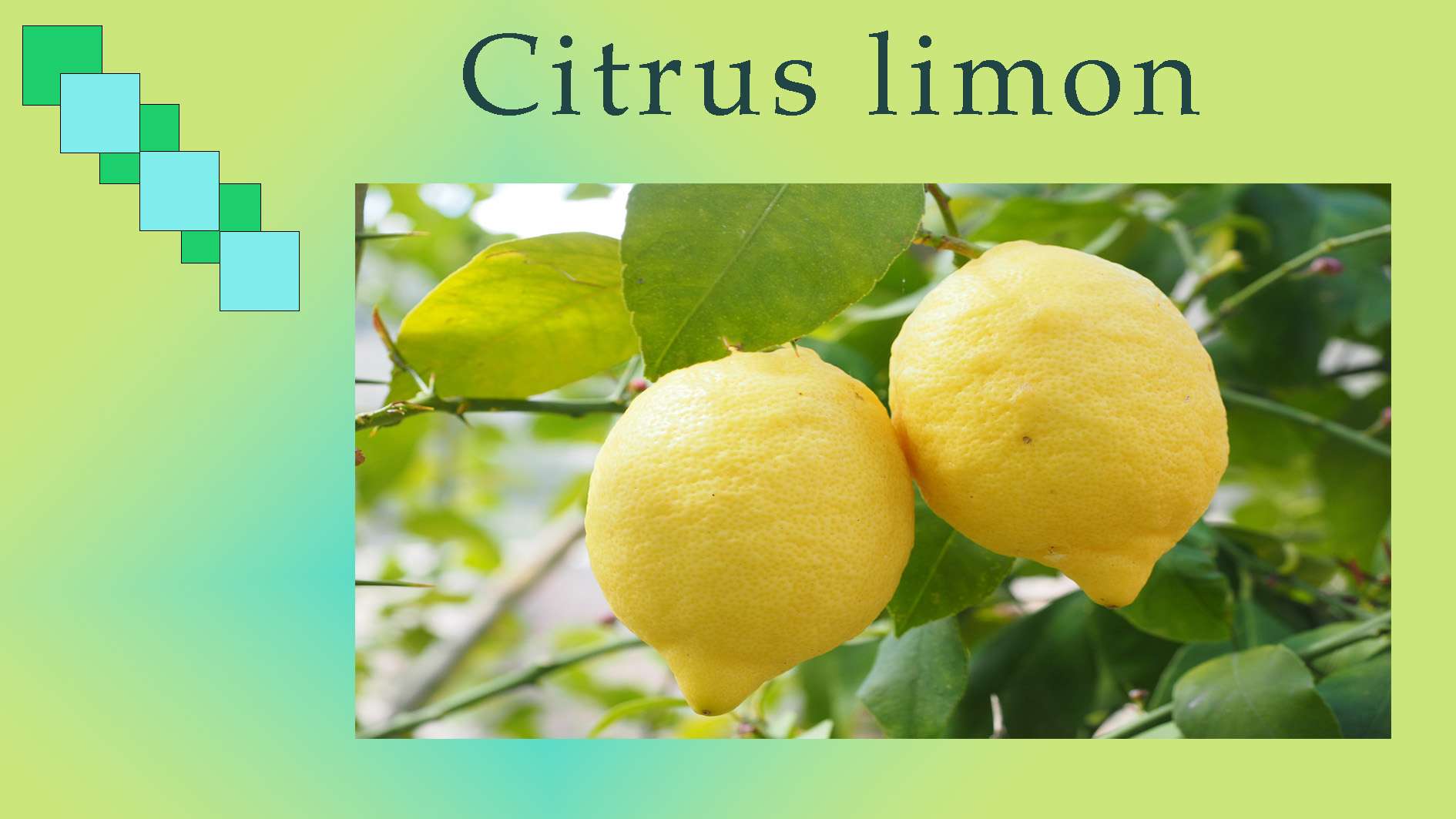  Über Citrus mehr...