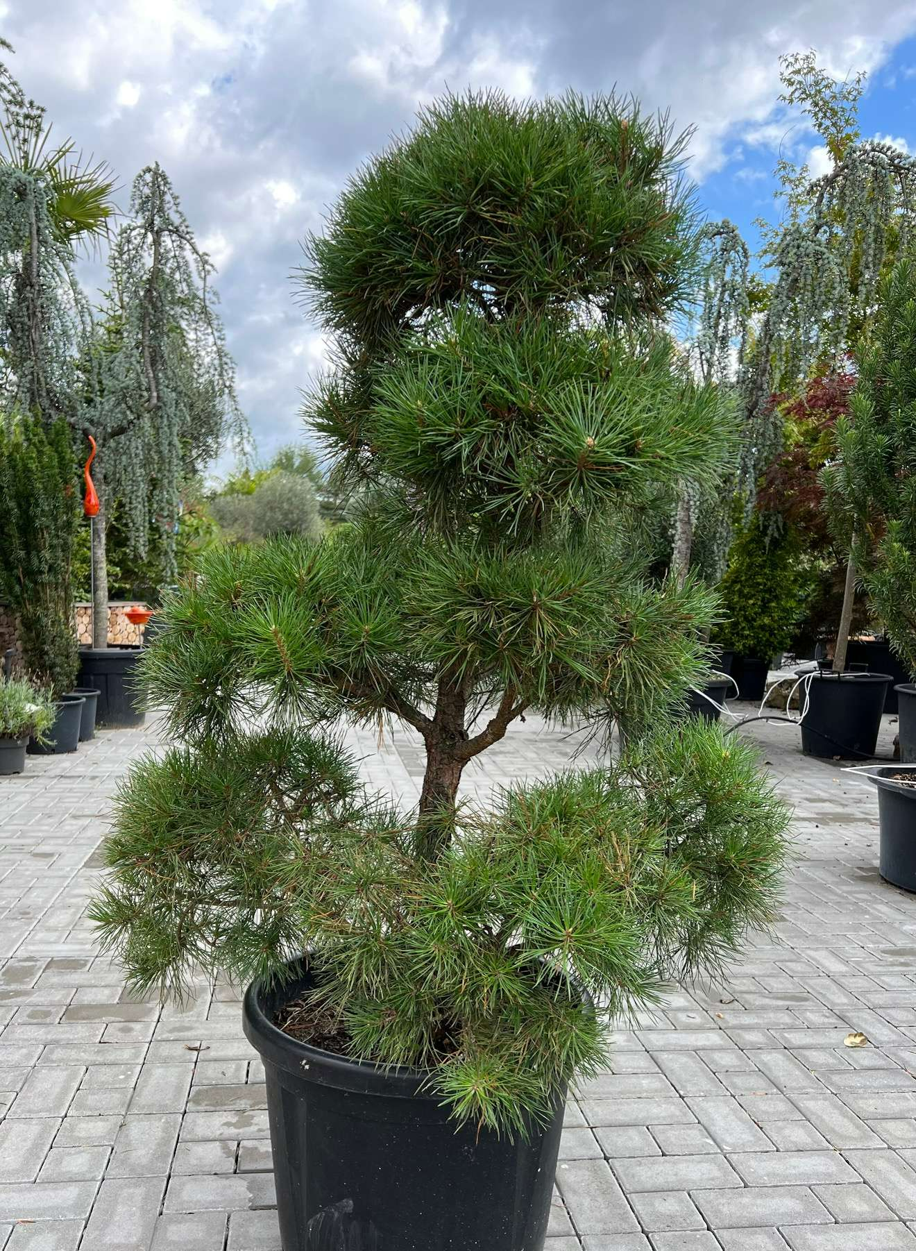 Kiefer Bonsai