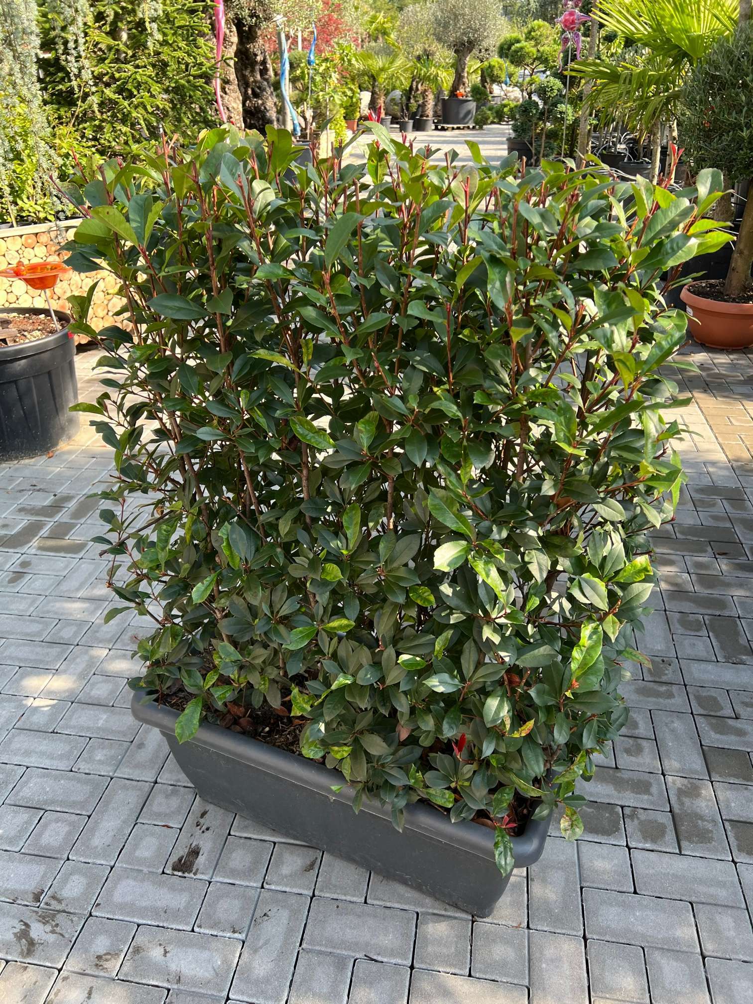 Glanzmispel Heckenelement (Photinia)